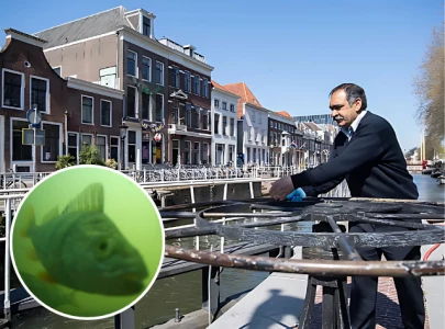 utrecht s viral fish doorbell turns global viewers into wildlife helpers during spring utrecht s viral fish doorbell turns global viewers into wildlife helpers during spring
