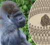 1 silverback gorilla vs 100 humans debate goes viral on social media netizens weigh in 1 silverback gorilla vs 100 humans debate goes viral on social media netizens weigh in