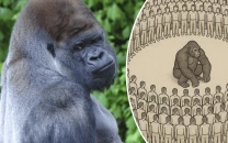 1 silverback gorilla vs 100 humans debate goes viral on social media netizens weigh in 1 silverback gorilla vs 100 humans debate goes viral on social media netizens weigh in
