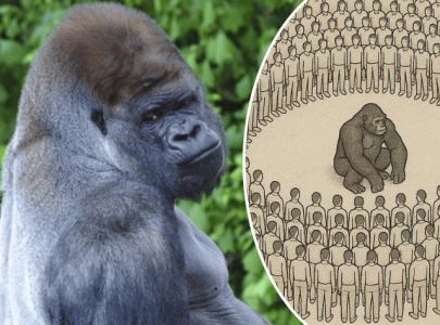 1 silverback gorilla vs 100 humans debate goes viral on social media netizens weigh in