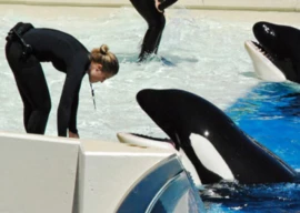 was jessica radcliff killed by an orca the real story behind the viral footage was jessica radcliff killed by an orca the real story behind the viral footage