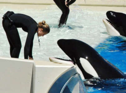 was jessica radcliff killed by an orca the real story behind the viral footage was jessica radcliff killed by an orca the real story behind the viral footage