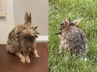 what is cprv and how does it affect humans infected rabbits with strange facial growths emerge in colorado what is cprv and how does it affect humans infected rabbits with strange facial growths emerge in colorado