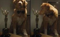 indy the dog beats ethan hawke and alison brie for best performance prize at 2026 astra awards indy the dog beats ethan hawke and alison brie for best performance prize at 2026 astra awards