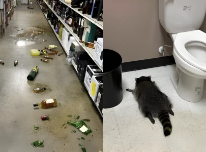 raccoon goes on drunken rampage in virginia liquor store before passing out on bathroom floor raccoon goes on drunken rampage in virginia liquor store before passing out on bathroom floor