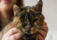 flossie the cat turns 30 extending record as world s oldest living feline