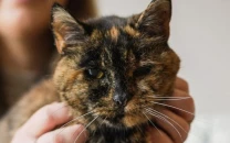 flossie the cat turns 30 extending record as world s oldest living feline flossie the cat turns 30 extending record as world s oldest living feline
