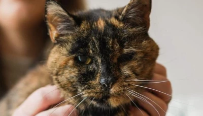 flossie the cat turns 30 extending record as world s oldest living feline