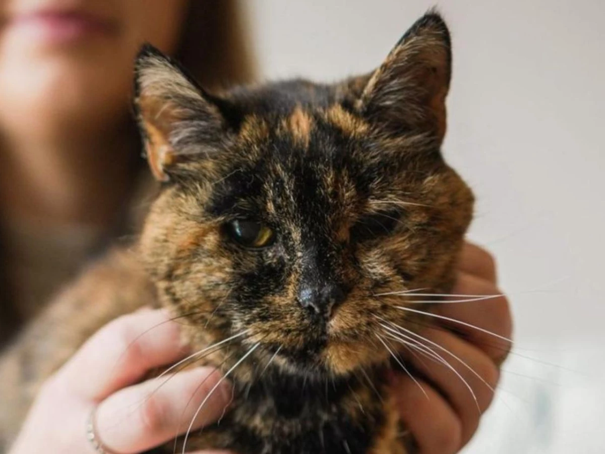 flossie the cat turns 30 extending record as world s oldest living feline