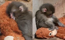 abandoned baby monkey punch goes viral after bonds with cuddly toy at japanese zoo