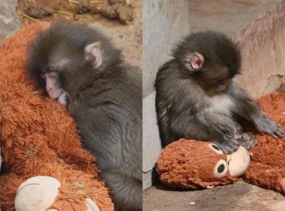 abandoned baby monkey punch goes viral after bonds with cuddly toy at japanese zoo