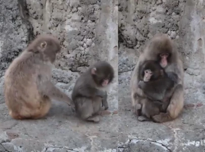 viral baby monkey punch gets bodyguard after being bullied in ichikawa zoo