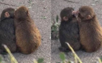 punch the viral monkey forms bond with female companion at japanese zoo after early isolation