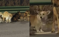 seven dogs goes viral after escaping captivity in china and trekking 17km home