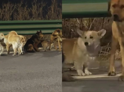 seven dogs go viral after escaping captivity in china and trekking 17km home