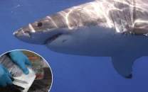 sharks found with cocaine and pharmaceuticals in caribbean waters study finds sharks found with cocaine and pharmaceuticals in caribbean waters study finds