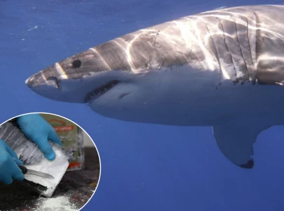 sharks found with cocaine and pharmaceuticals in caribbean waters study finds