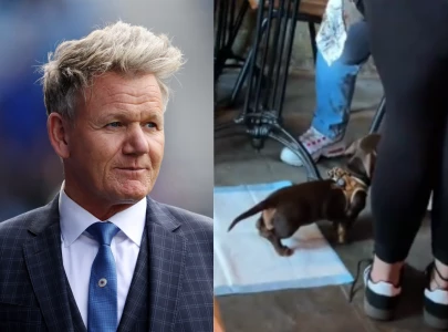 gordon ramsay restaurant comes under fire for health code violation after alleged dog incident in london gordon ramsay restaurant comes under fire for health code violation after alleged dog incident in london