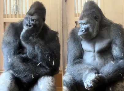 gorilla filmed in reflective moment after altercation with mate at japanese zoo goes viral gorilla filmed in reflective moment after altercation with mate at japanese zoo goes viral