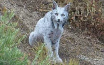 spanish photographer captures world s first ever leucistic iberian lynx on camera spanish photographer captures world s first ever leucistic iberian lynx on camera