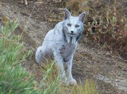 spanish photographer captures world s first ever leucistic iberian lynx on camera