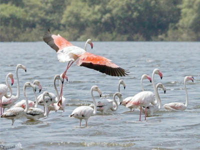 shrinking habitats disappearing animals shrinking habitats disappearing animals