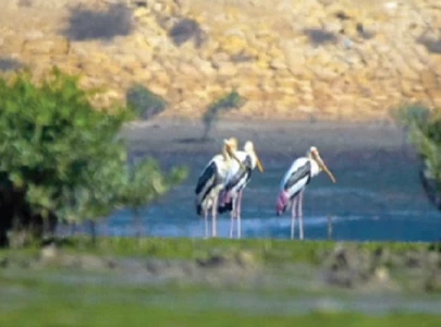 greater flamingos among feathered guests spotted in exercise