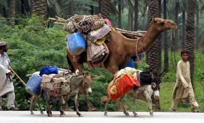 flood affected animals the world animal day focus flood affected animals the world animal day focus