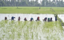 floods revive pakistan s dying indus delta floods revive pakistan s dying indus delta