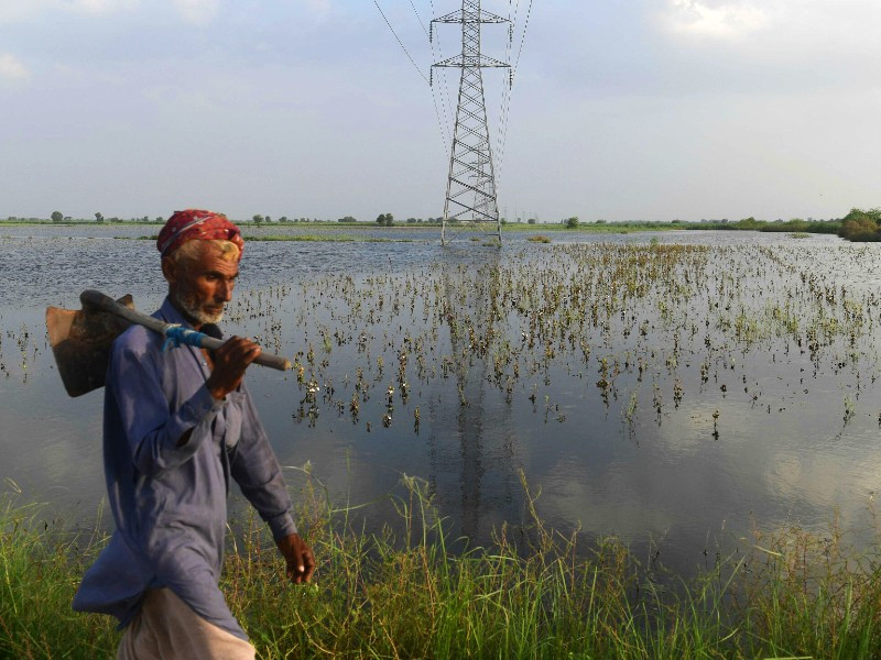 a labourer walks past a flooded cotton field in sammu khan bhanbro sindh photo afp