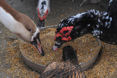 pakistan floods fighting destroy wildlife pakistan floods fighting destroy wildlife