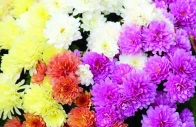 floriculture poised for bloom floriculture poised for bloom