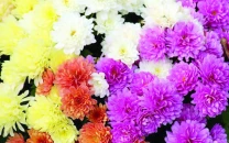 floriculture poised for bloom
