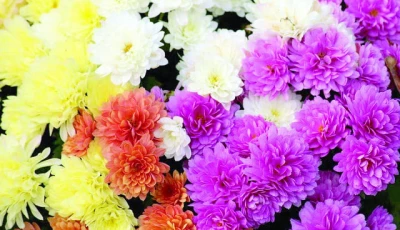 floriculture poised for bloom floriculture poised for bloom