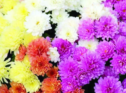 floriculture poised for bloom
