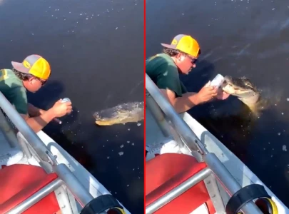 florida man opens beer can with alligator s mouth in viral video