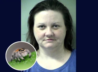 florida woman arrested for killing a spider