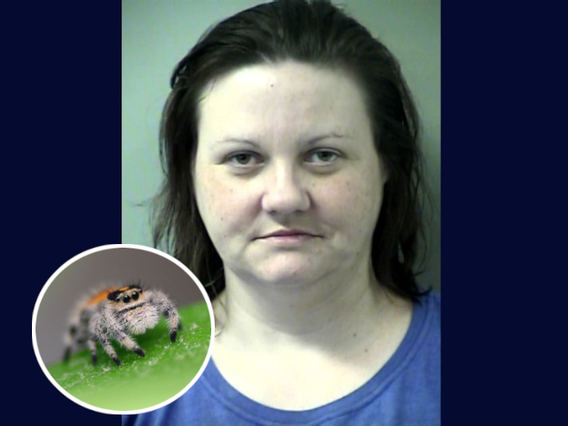 florida woman arrested for killing a spider florida woman arrested for killing a spider