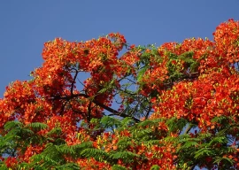 top 5 trees to add to your garden this monsoon top 5 trees to add to your garden this monsoon