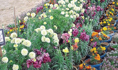 green sweep green sweep