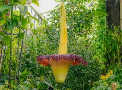 rare corpse flower unfurls with rotting flesh odor at london s kew gardens