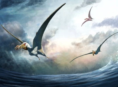 sea phantom fossilised flying reptile found in australia sea phantom fossilised flying reptile found in australia