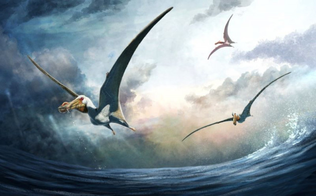 a life reconstruction of the newly identified cretaceous period pterosaur haliskia peterseni which lived in australia about 100 million years ago is seen in this handout illustration photo reuters a life reconstruction of the newly identified cretaceous period pterosaur haliskia peterseni which lived in australia about 100 million years ago is seen in this handout illustration photo reuters