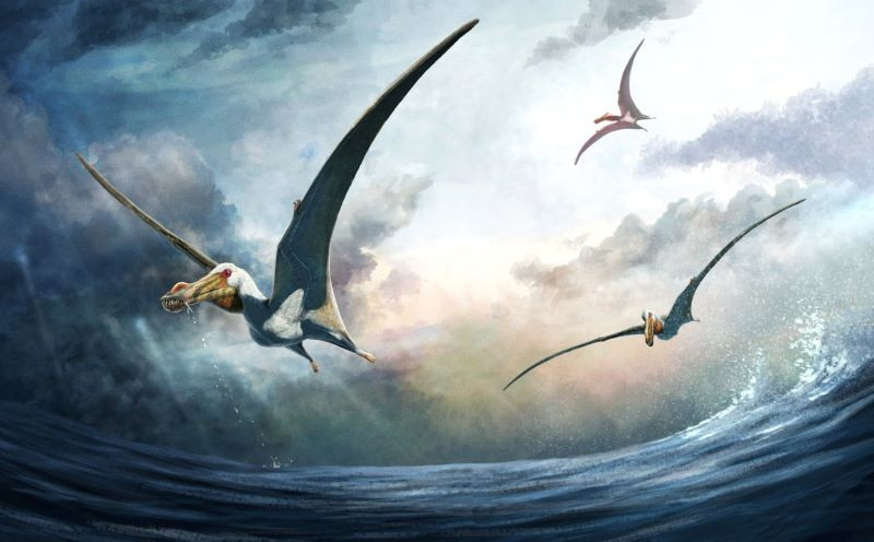 a life reconstruction of the newly identified cretaceous period pterosaur haliskia peterseni which lived in australia about 100 million years ago is seen in this handout illustration photo reuters