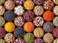 pulses traditionally considered an affordable source of protein for low income families also became significantly more expensive photo file