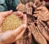 adopting modern tech to strengthen food security adopting modern tech to strengthen food security
