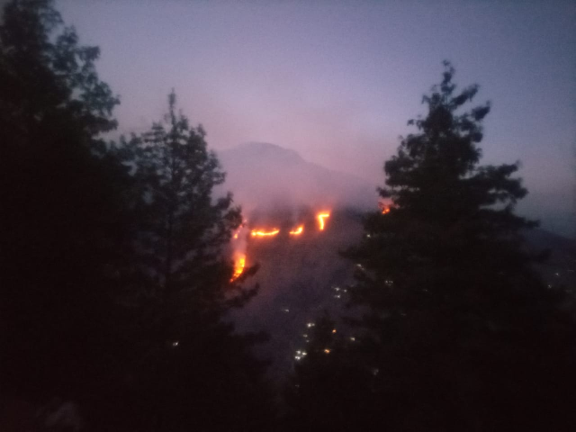 trees worth millions reduced to ashes in k p forest fire trees worth millions reduced to ashes in k p forest fire