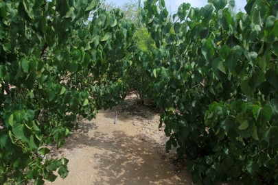 pakistan s first urban forest reaches greater heights pakistan s first urban forest reaches greater heights