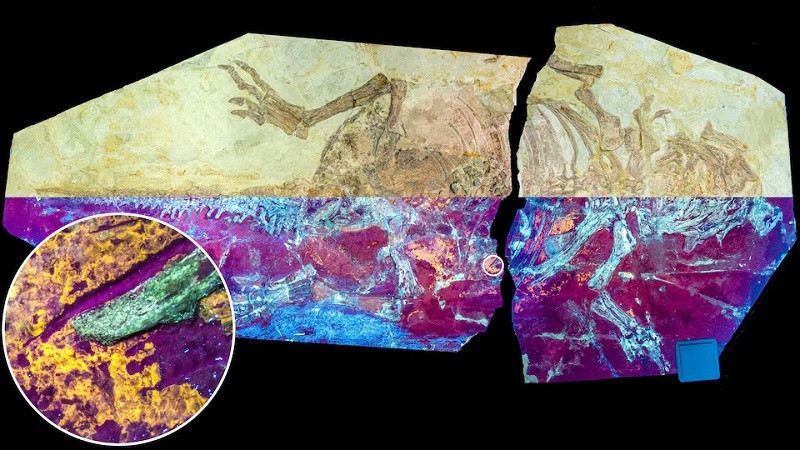 A handout image, formed by combining different images, shows a dog-sized fossil of the Cretaceous Period dinosaur Psittacosaurus from China, the upper half of the image is displayed in natural light, and the lower half in UV light, revealing the orange-yellow fluorescence of fossilised skin. PHOTO: REUTERS