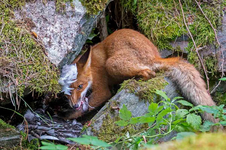The fox that got the goose by Liina Heikkinen won this year's Young Photographer of the Year award. Photo Courtesy: London's Natural History Museum